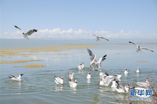 （新華全媒頭條·圖文互動）（10）大湖見證 ——持續(xù)保護(hù)讓青海湖生態(tài)華麗“蝶變”