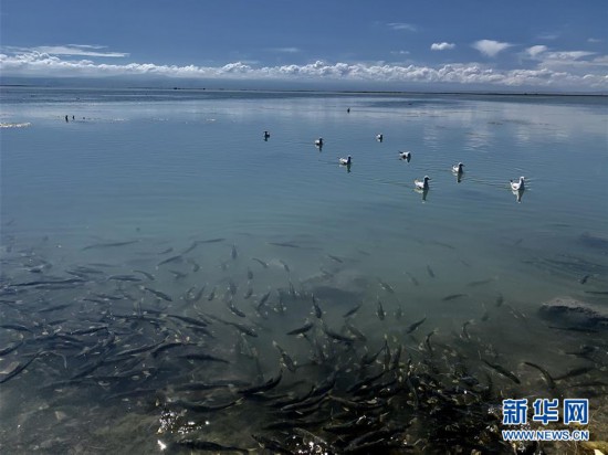 （新華全媒頭條·圖文互動）（4）大湖見證 ——持續(xù)保護(hù)讓青海湖生態(tài)華麗“蝶變”