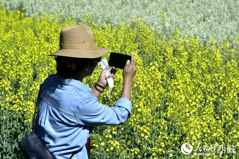 大片油菜花吸引游客到來。人民網(wǎng) 李海霞攝